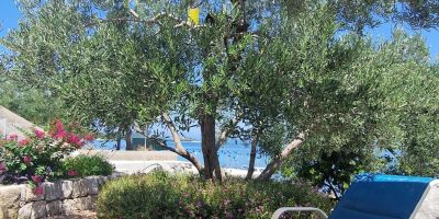 Apartments By The Sea Žuronja, Pelješac - 13202 Žuronja - foto 4