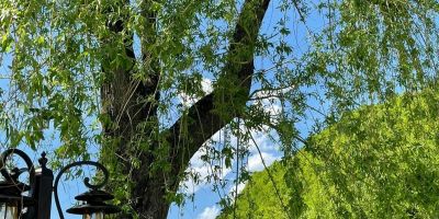 Pensiunea Flori de Măr Poiana Mărului - foto 4