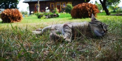 Górska Leśniczówka Zubrzyca Górna - foto 4