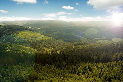 Widok z lotu ptaka na Las Turyński