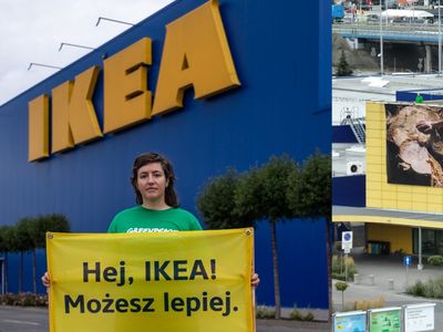 "Nie chcemy krzeseł z pradawnych lasów". IKEA na celowniku Greenpeace