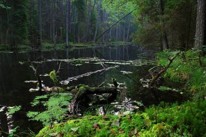 Roztoczański Park Narodowy