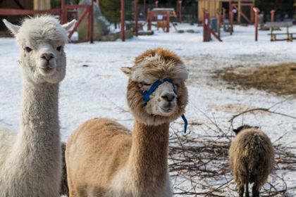 Tatrzańskie ZOO Zakopane - Bagno Shreka