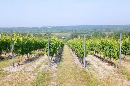 Zwiedzanie Winnicy Mickiewicz