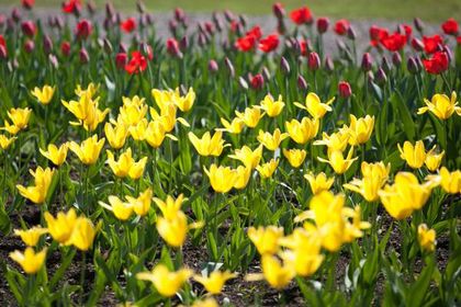 Ogród Botaniczny UMCS