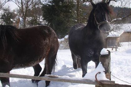 Jazda konna Rancho Zawóz