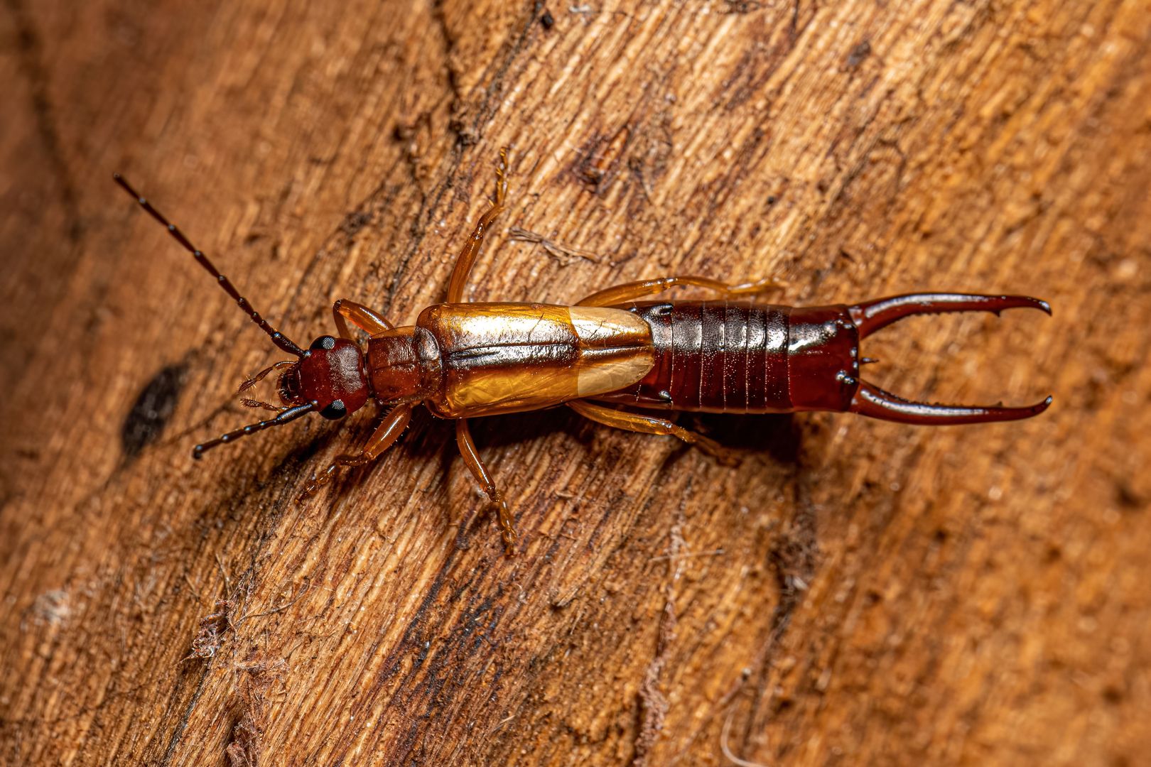 Earwigs in the home: Myths dispelled and removal tips