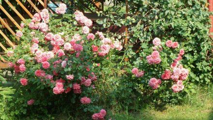 Gospodarstwo agroturystyczne Magnolia (1)