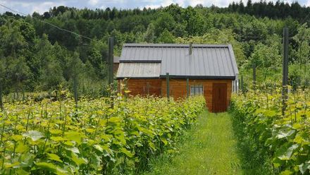 Agroturystyka i Winnica Granice (1)