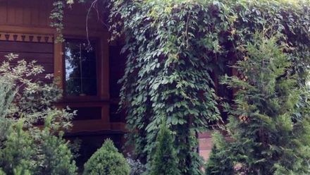 Dom w Białowieży (1)