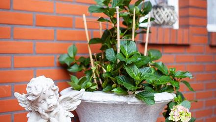 Hortensjowy Zakątek (1)