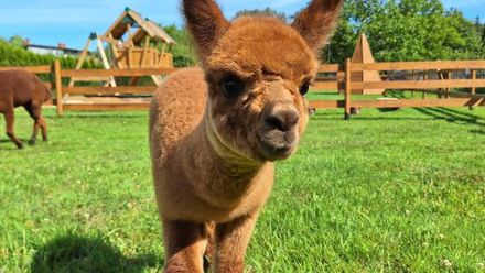 Agroturystyka Folwarczek (1)