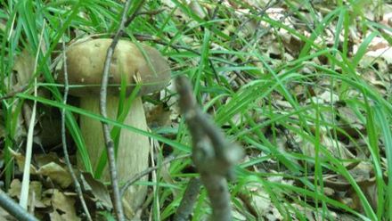 Agroturystyka Pod Zielonym Wzgórzem (1)