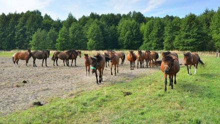 Agroturystyka Pod Lipą (1)