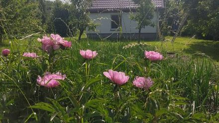 Jaśkowy Domek na Mazurach (1)