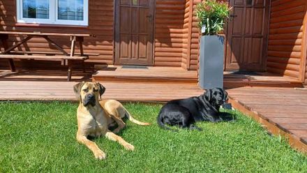 Domki wczasowe HOLIDAY (1)