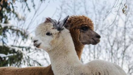 Agroturystyka pod Strażnicą (1)