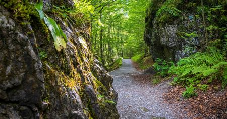 Dolina za Bramką: chłód, wapienne skały, botaniczne skarby i brak tłumów