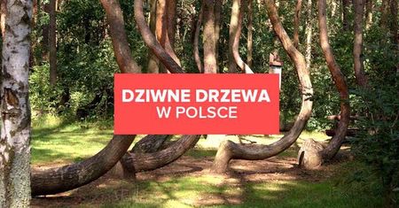 Dziwne drzewa w Polsce, które musisz zobaczyć!