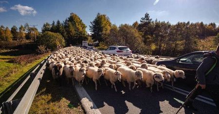 Młode wino i owce na ulicach. Branża zabiega o gości jesiennymi atrakcjami