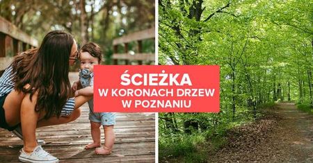 Ścieżka w koronach drzew w Poznaniu. Nowa atrakcja w Wielkopolsce!