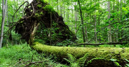 Ostatnia taka puszcza w Europie. Odkryj Białowieski Park Narodowy