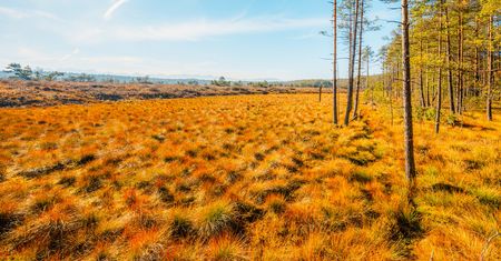 Bór na Czerwonem w Nowym Targu: torfowisko, kładki i widok na Tatry