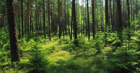 Międzynarodowy Dzień Lasów. Poznaj najpiękniejsze obszary leśne w Polsce