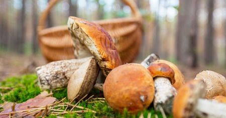 Najlepsze miejsca dla grzybiarzy. Gdzie na grzyby?