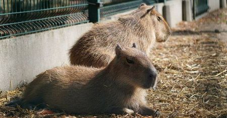 Pawilon Żywiołów w łódzkim zoo. To będzie pierwsze takie miejsce na świecie