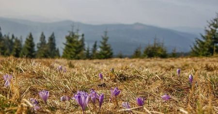 W poszukiwaniu krokusów w Beskidach - propozycje jednodniowych wycieczek