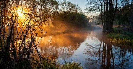 Puszcza Knyszyńska - prawdziwa perła Podlasia. Dlaczego warto ją odwiedzić?