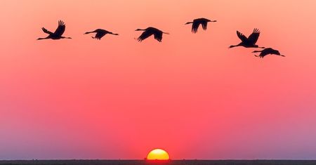 Birdwatching - nowy trend w polskiej turystyce. Gdzie go praktykować?
