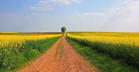 Rzepakowe love w Polsce. Gdzie znajdują się najpiękniejsze pola rzepaku?