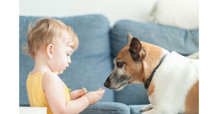 Dziecko i pies pod jednym dachem – co trzeba wiedzieć?