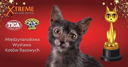 Międzynarodowa Wystawa Kotów Rasowych