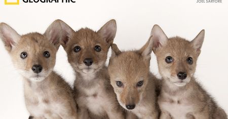 National Geographic Photo Art - wystawa zagrożonych gatunków