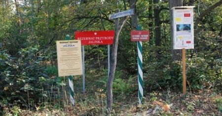 Tam, gdzie rosną skamieniałe drzewa...  – wyjątkowa wycieczka dla dzieci