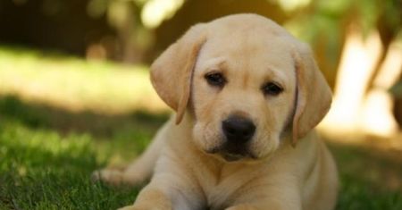 Golden retievier - idealny pies dla dziecka?