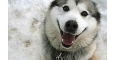Jakiego psa wybrać dla dziecka? Alaskan malamut