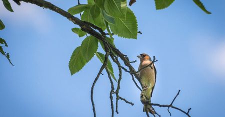 Obserwacje ornitologiczne dla dzieci - Wilanów