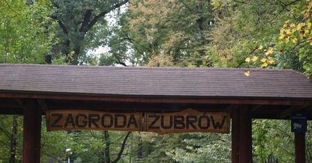 Wycieczka dla dzieci: Zagroda żubrów w Pszczynie