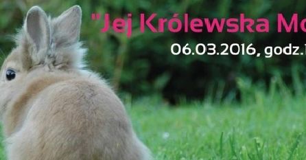 Wszystko o królikach