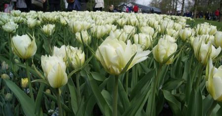 Keukenhof - najpiękniejsze wiosenne ogrody świata