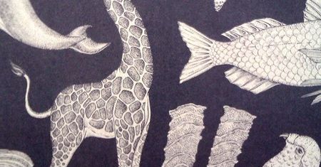 Bajki-Poczytajki: Animalium
