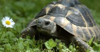 Baltazar na bezludnej wyspie - bajka dla dzieci o "raju"