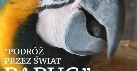 Podróż poprzez świat papug - prelekcja w Akademii Papug