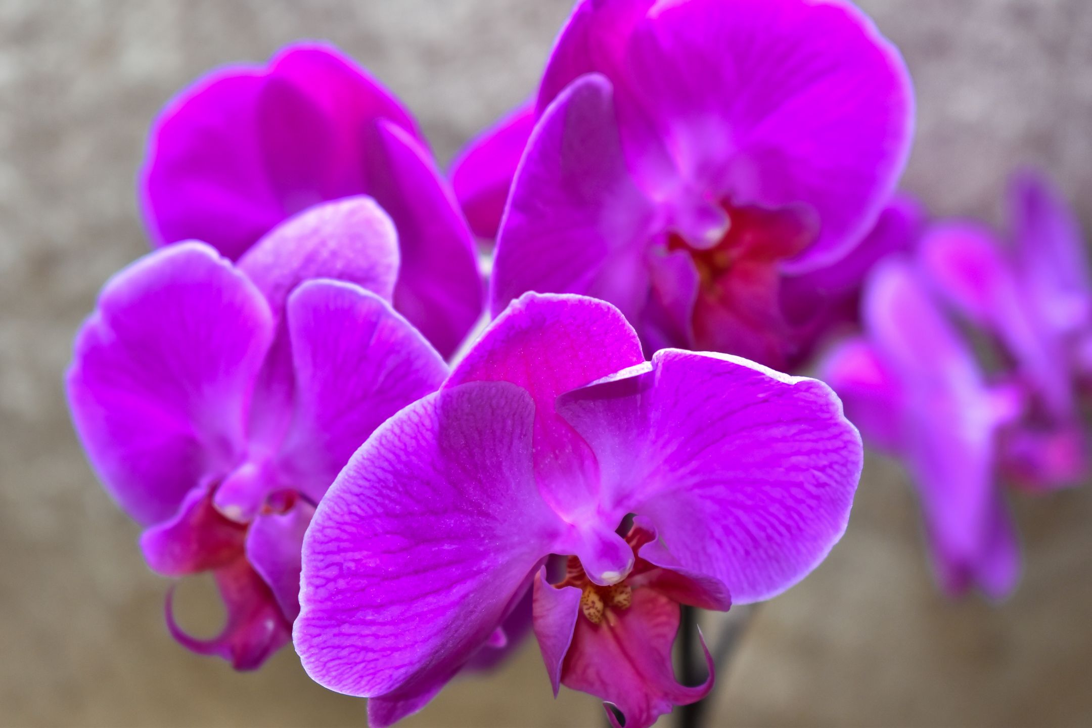 boosting-your-orchid-s-health-discover-the-unexpected-benefits-of-beer