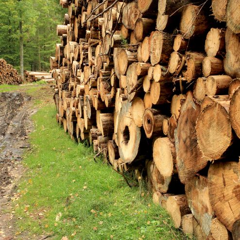 Gospodarka leśna powinna być zrównoważona. Kluczowy jest balans między pozyskiwaniem surowców a naturalną rolą lasu jako pochłaniacza CO2.