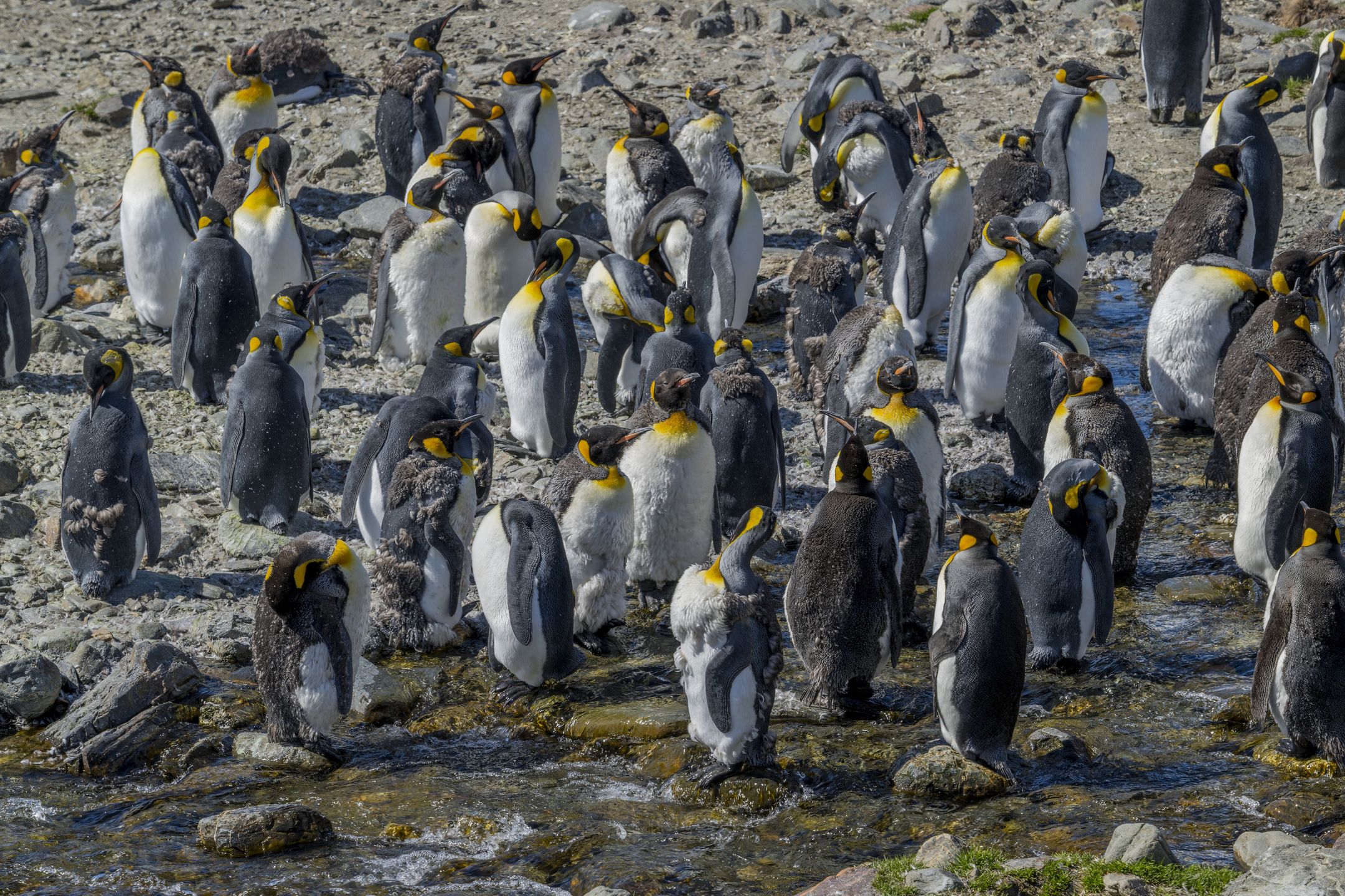 Antarctica's secret revealed New penguin colonies spotted from space.